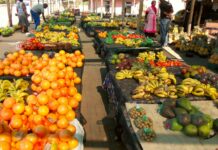 Time for a Rethink: Health Leaders Say SA’s Food Guidelines Must Tackle Disease + Climate