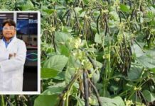 Scientists develop new genetic tool to speed up mung bean breeding