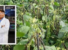 Scientists develop new genetic tool to speed up mung bean breeding