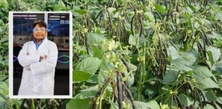 Scientists develop new genetic tool to speed up mung bean breeding