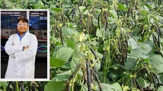 Scientists develop new genetic tool to speed up mung bean breeding