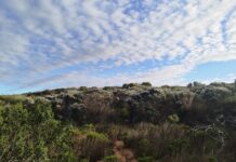 Productivity and Photosynthesis – A Nature Prescription for Employee Wellness Week