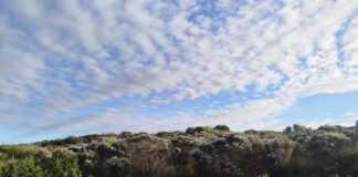 Productivity and Photosynthesis – A Nature Prescription for Employee Wellness Week