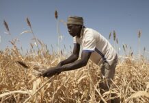 IFAD and South Sudan launch US$41.8 million project to boost food security and rural resilience