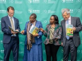 AGRA at 20: Africa’s Food Systems Must Be Measured by What Farmers Earn