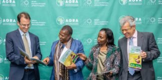 AGRA at 20: Africa’s Food Systems Must Be Measured by What Farmers Earn