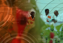 AI project targets resilient potato and sweetpotato varieties for farmers