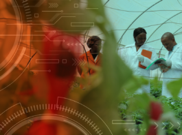 AI project targets resilient potato and sweetpotato varieties for farmers