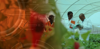 AI project targets resilient potato and sweetpotato varieties for farmers