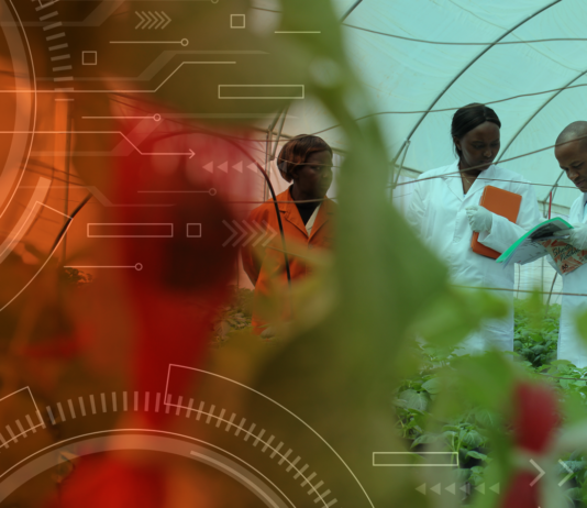AI project targets resilient potato and sweetpotato varieties for farmers