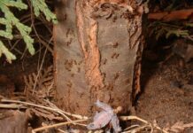 Ants and the Pests they Protect