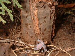 Ants and the Pests they Protect