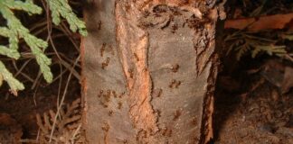 Ants and the Pests they Protect