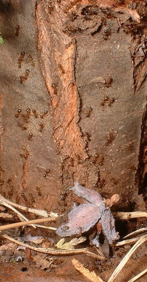 Ants on tree trunk (1)