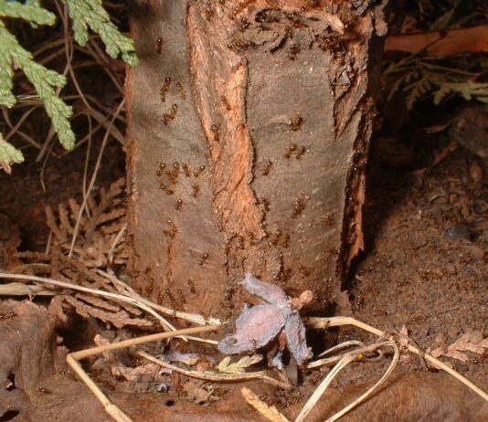 Ants and the Pests they Protect