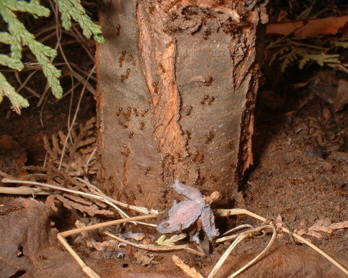 Ants on tree trunk (1)