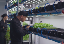 Container-Grown, Retail-Ready: How Arable Grow Cracked Urban Farming