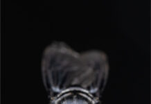 Beta Bugs and FreezeM Partner to Bring High-Performance Black Soldier Fly Genetics to the European Market