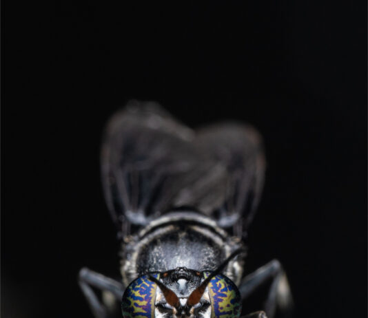 Beta Bugs and FreezeM Partner to Bring High-Performance Black Soldier Fly Genetics to the European Market