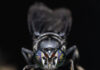 Beta Bugs and FreezeM Partner to Bring High-Performance Black Soldier Fly Genetics to the European Market