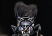 Beta Bugs and FreezeM Partner to Bring High-Performance Black Soldier Fly Genetics to the European Market