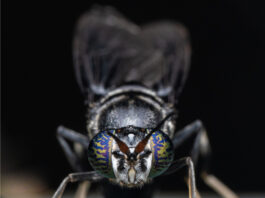 Beta Bugs and FreezeM Partner to Bring High-Performance Black Soldier Fly Genetics to the European Market