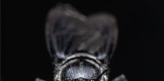 Beta Bugs and FreezeM Partner to Bring High-Performance Black Soldier Fly Genetics to the European Market