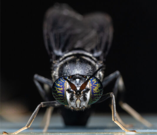 Beta Bugs and FreezeM Partner to Bring High-Performance Black Soldier Fly Genetics to the European Market