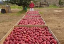 BigBucks Gala secures European plant breeders’ rights after eight-year wait