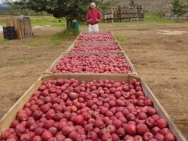 BigBucks Gala secures European plant breeders’ rights after eight-year wait