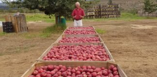 BigBucks Gala secures European plant breeders’ rights after eight-year wait