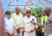 Kenya to import 25 million bags of maize to avert projected shortage