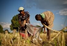 Zambia’s record maize harvest masks growing El Niño food-security risks