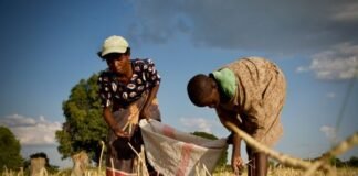 Zambia’s record maize harvest masks growing El Niño food-security risks