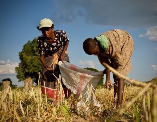 Farmers harvest climate-resilient crops in Zambia