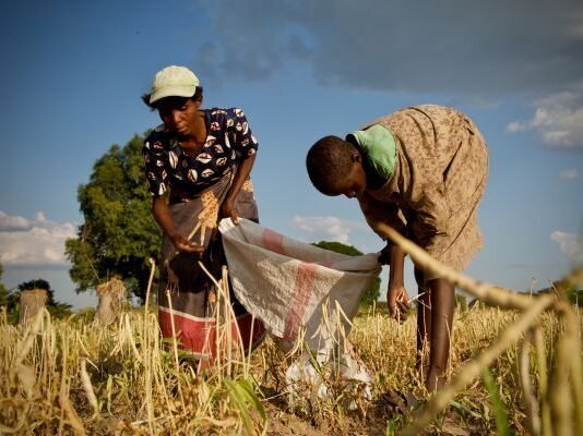 Zambia’s record maize harvest masks growing El Niño food-security risks