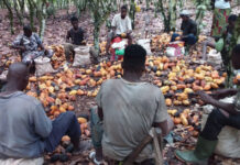 Hidden sustainability targets could help expose false reporting in cocoa supply chains in Côte d’Ivoire