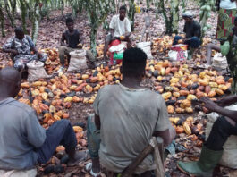 Hidden sustainability targets could help expose false reporting in cocoa supply chains in Côte d’Ivoire