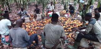Hidden sustainability targets could help expose false reporting in cocoa supply chains in Côte d’Ivoire