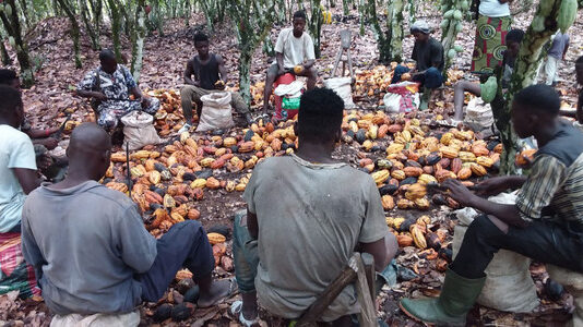 Hidden sustainability targets could help expose false reporting in cocoa supply chains in Côte d’Ivoire