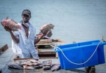 Uganda launches new fisheries, aquaculture regulations to rebuild fish stocks