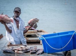 Uganda launches new fisheries, aquaculture regulations to rebuild fish stocks