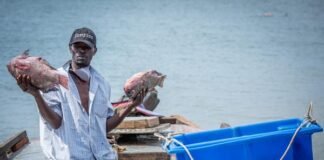Uganda launches new fisheries, aquaculture regulations to rebuild fish stocks