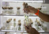 ICRISAT, Corteva and Broad Institute forge gene-editing partnership to strengthen climate resilience on Asian and African farms