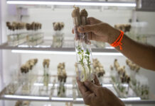 ICRISAT, Corteva and Broad Institute forge gene-editing partnership to strengthen climate resilience on Asian and African farms