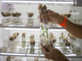 ICRISAT, Corteva and Broad Institute forge gene-editing partnership to strengthen climate resilience on Asian and African farms