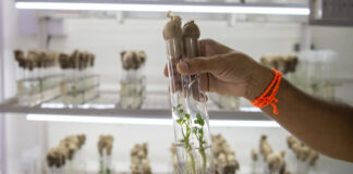 ICRISAT, Corteva and Broad Institute forge gene-editing partnership to strengthen climate resilience on Asian and African farms