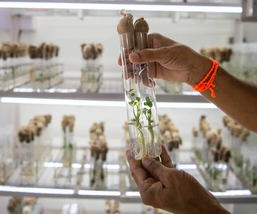 Gene Editing crop lab