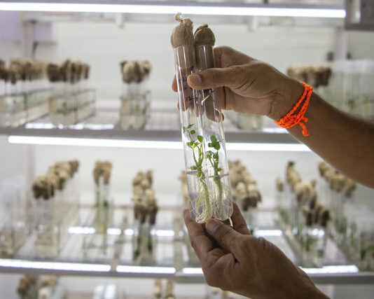 ICRISAT, Corteva and Broad Institute forge gene-editing partnership to strengthen climate resilience on Asian and African farms