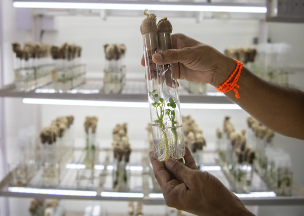 Gene Editing crop lab